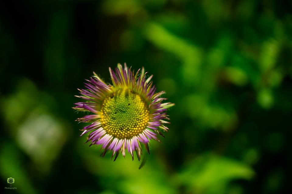 Valley of Flowers Trek - 9