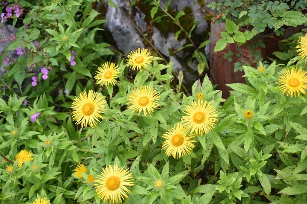 Valley of Flowers Trek - 14