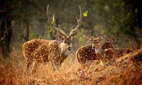 Askot Musk Deer Sanctuary FAQs