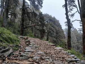 Dayara Bugyal Trekking - 7