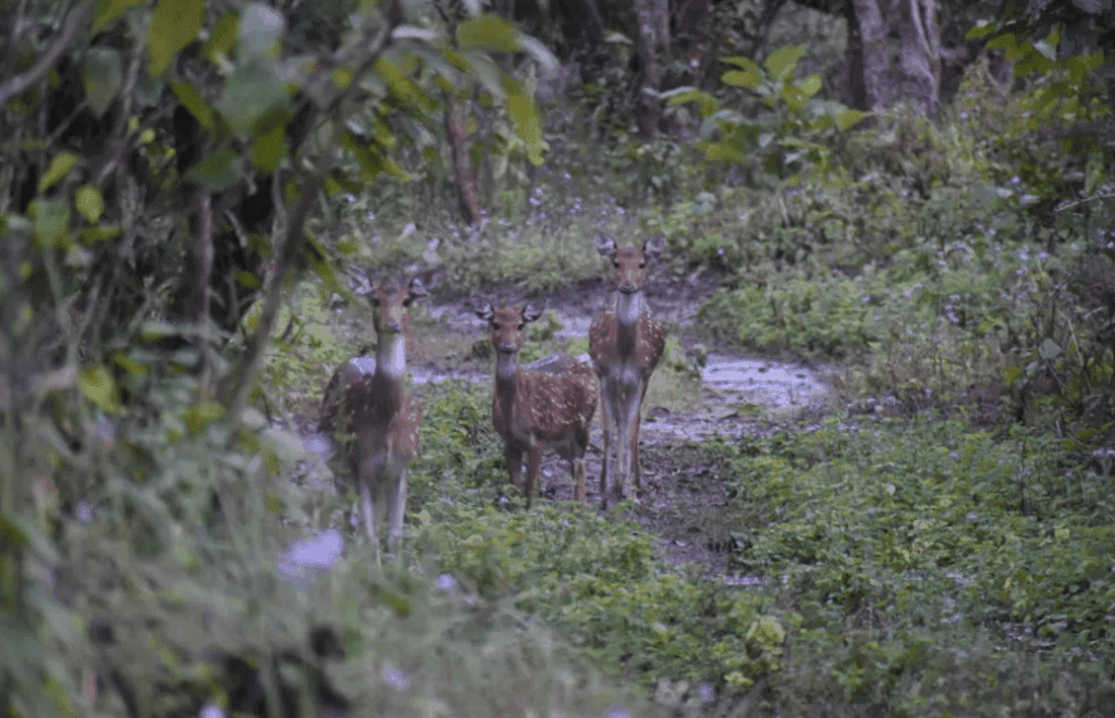 Nandhaur Wildlife Sanctuary