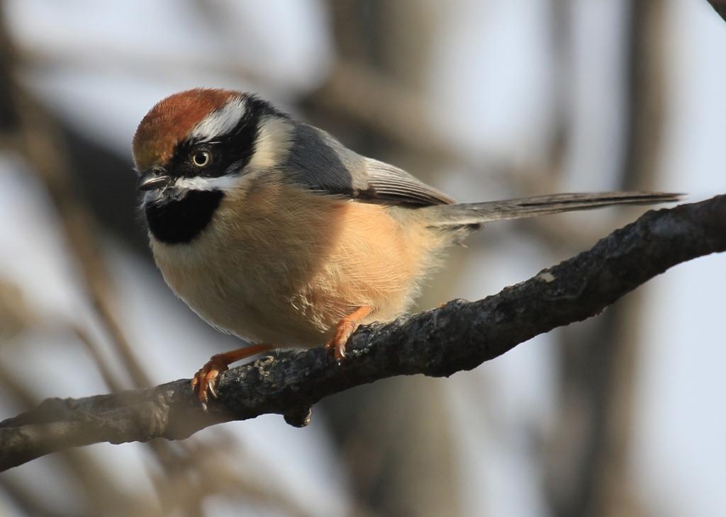 Binsar Binsar Wildlife Sanctuary FAQs