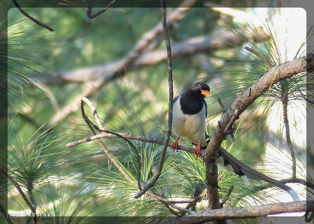 Binsar Wildlife Santuary Bird Watching - 1