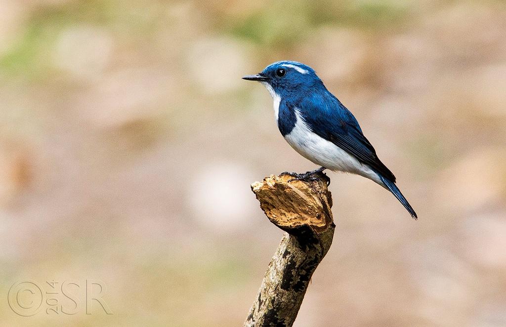 Pangot Sattal Bird Watching - 1