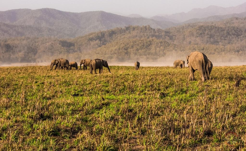 Corbett National Park FAQs