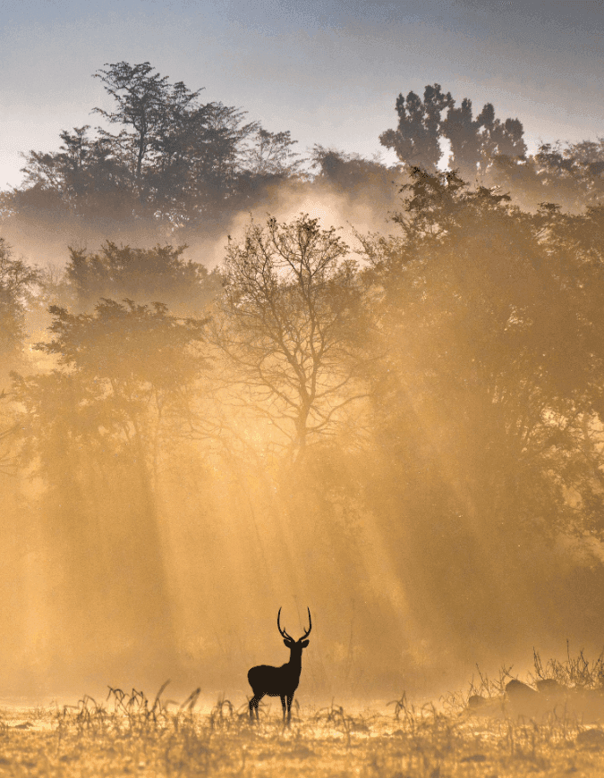 How To Reach Rajaji National Park