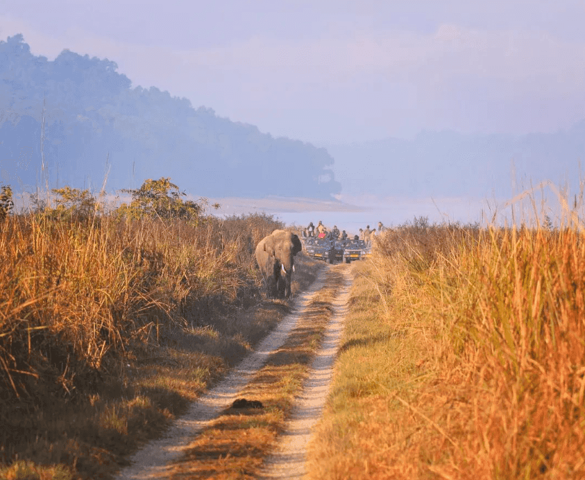 Corbett National Park