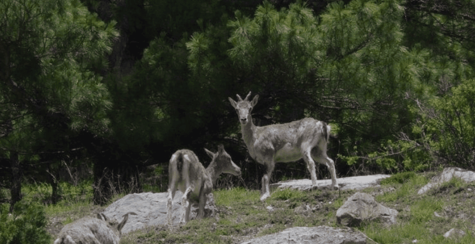 Kanchula Kharak Musk Deer Sanctuary