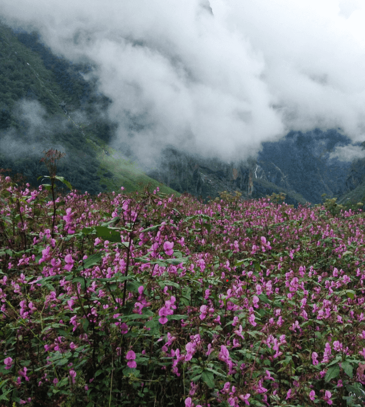 Valley of Flowers National park
