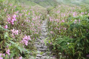 Utttarakhand Trip Trek:  beutiful-view-of-impatiens-sulcata-flower-valley-of-flower-chamoli-uttarakhand