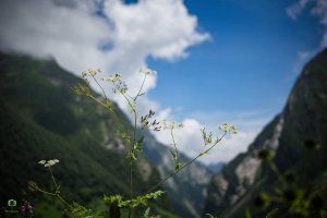 Utttarakhand Trip Trek:  bloom-of-flower-in-valley-of-flowerm-uttarakhand