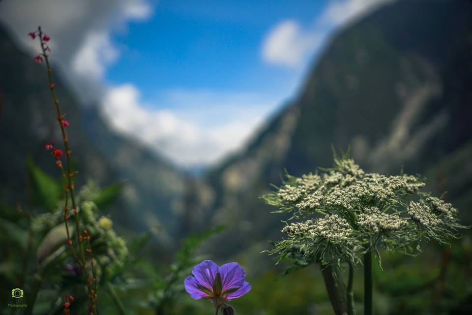 Utttarakhand Trip Trek:  alluring-view-of-valley-of-flower-uttarakhand
