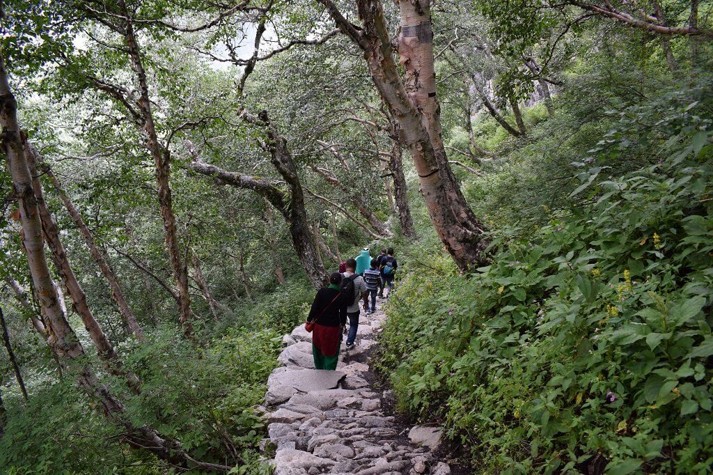 Best Treks of Garhwal-dence-forest-near-valley-of-flower