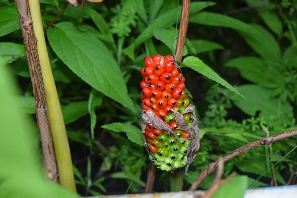 Valley of Flowers Images Uttarakhand Trip Trek