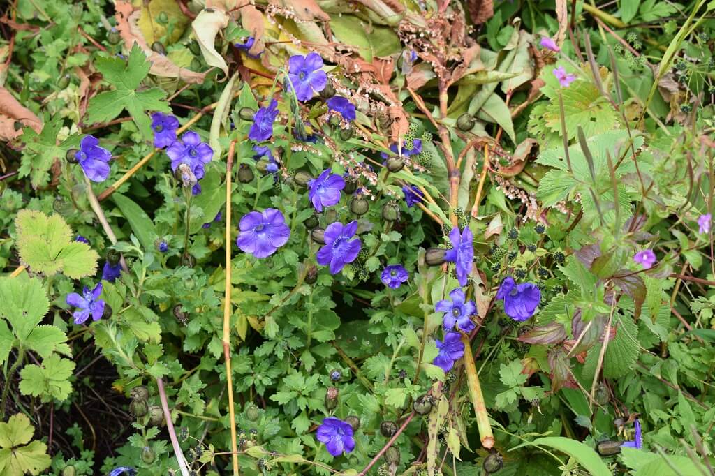 Valley of Flowers Images Uttarakhand Trip Trek