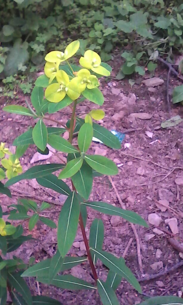 Euphorbia pilosa flower found in valley of flower,