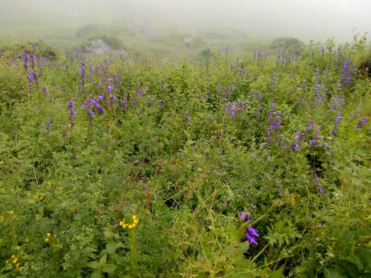 valley of flowers