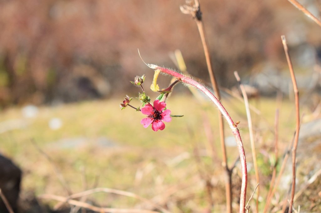 beautiful flower on kuari pass trek