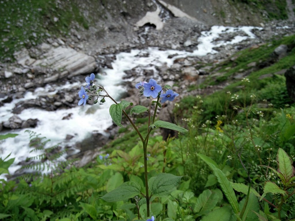 flowers on rupin pass trek