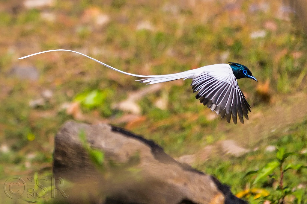 Naina Devi Bird Reserve Images – Uttarakhand Trip Trek