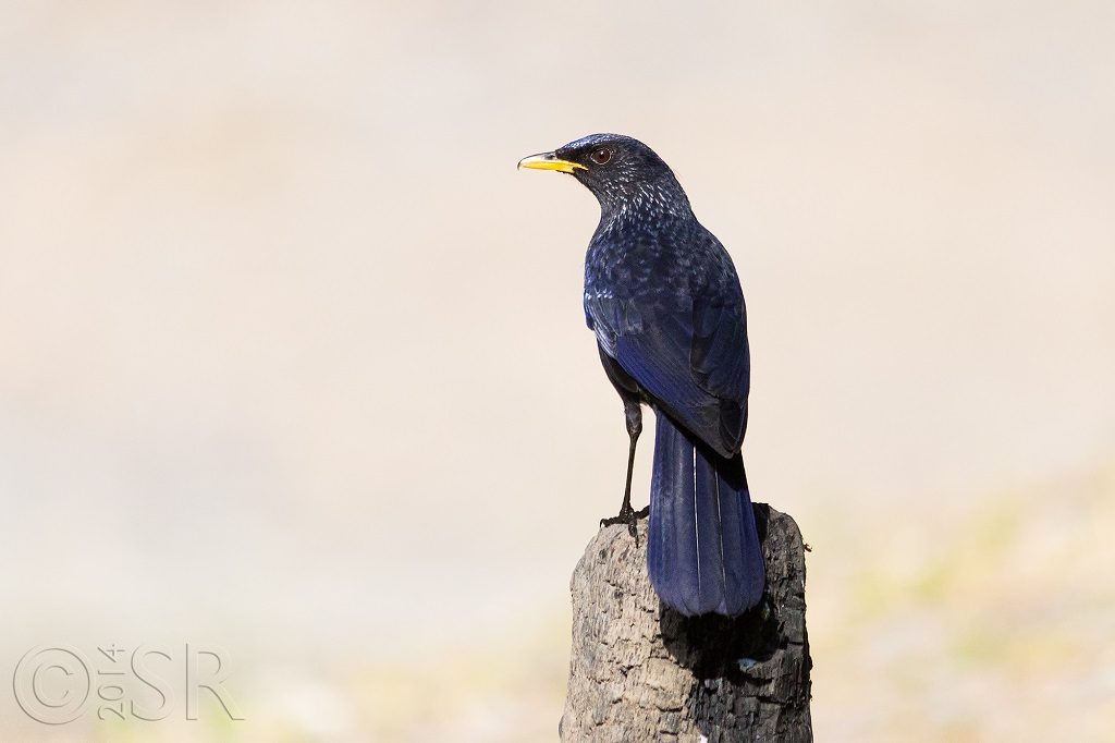Blue Whistling Thrush Kilbury bird sanctuary pangot, Nainital Uttarakhand