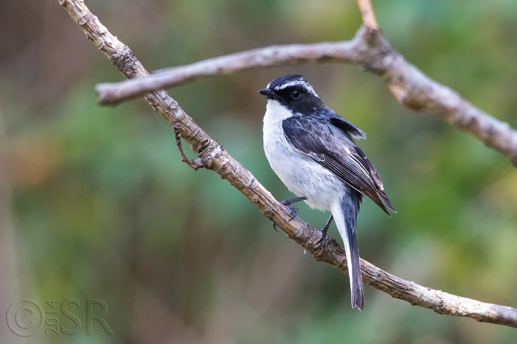 Grey Bush Chat Kilbury bird sanctuary pangot, Nainital Uttarakhand