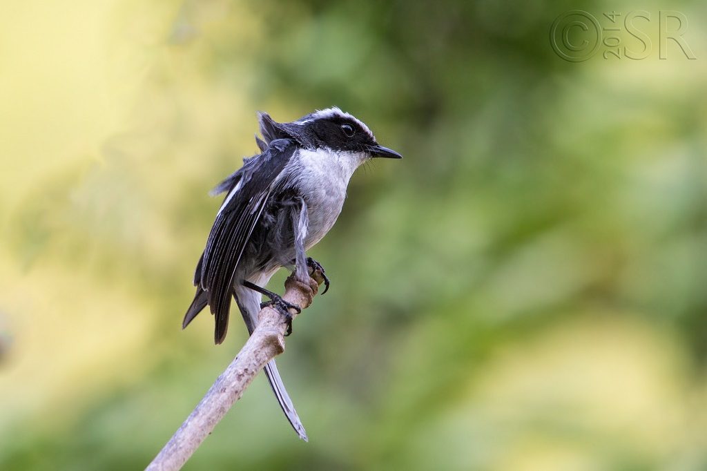 Grey Bushchat Kilbury bird sanctuary pangot, Nainital Uttarakhand