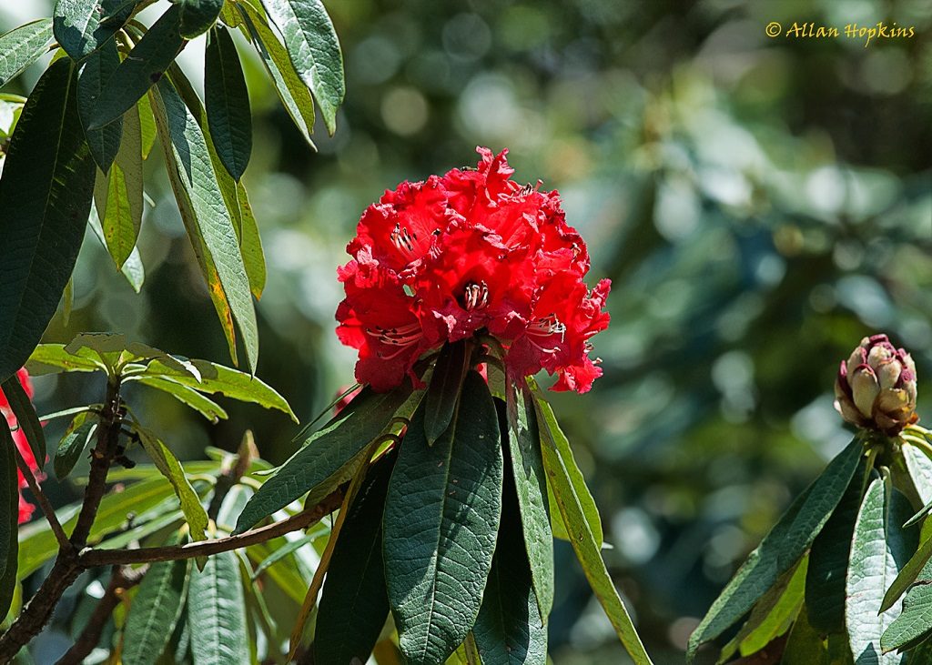 Rhododendron arboreum inflorescence Binsar Wildlife Sanctuary