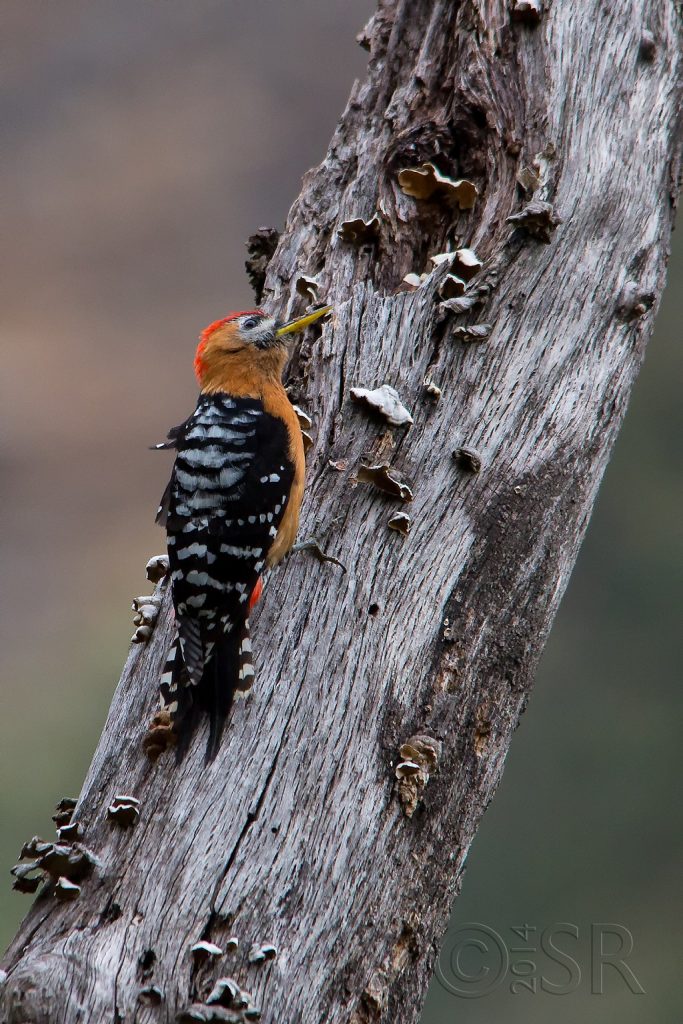Rufous-bellied Woodpecker Kilbury bird sanctuary pangot, Nainital Uttarakhand