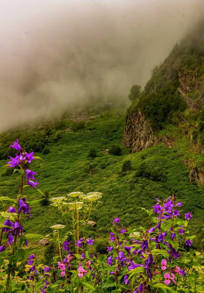 valley of flower58