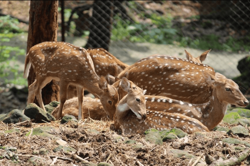 Malsi Deer Park – Uttarakhand Trip Trek