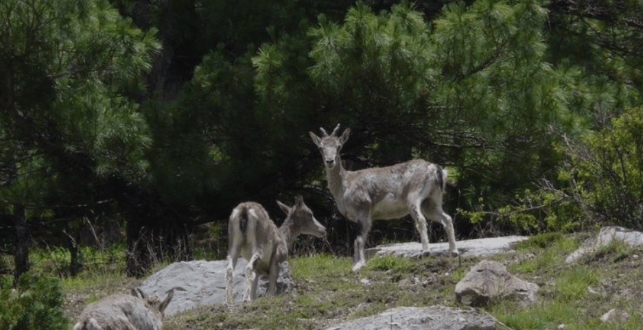 Uttarakhand Kanchula Kharak Musk Deer Sanctuary